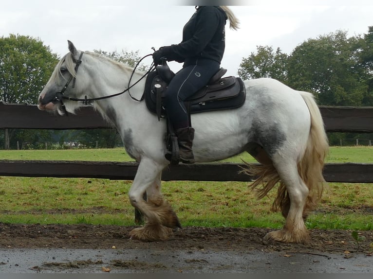 Cob Irlandese / Tinker / Gypsy Vanner Giumenta 5 Anni 137 cm in Lathen