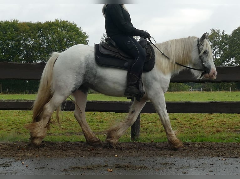 Cob Irlandese / Tinker / Gypsy Vanner Giumenta 5 Anni 137 cm in Lathen