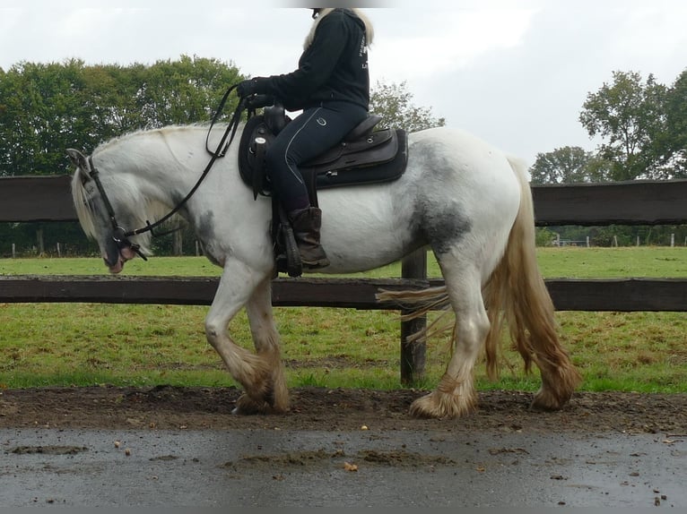 Cob Irlandese / Tinker / Gypsy Vanner Giumenta 5 Anni 137 cm in Lathen