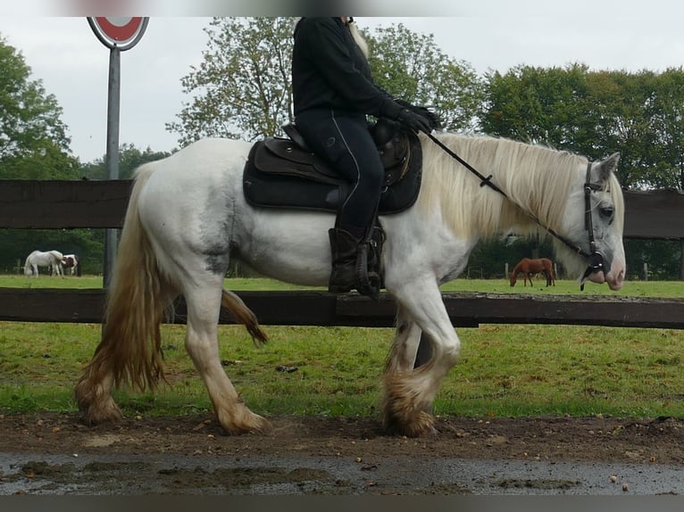 Cob Irlandese / Tinker / Gypsy Vanner Giumenta 5 Anni 137 cm in Lathen