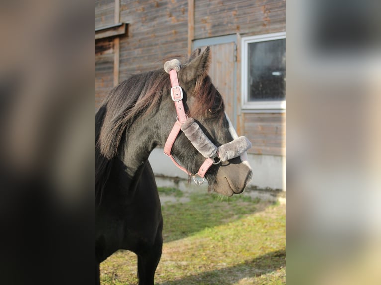 Cob Irlandese / Tinker / Gypsy Vanner Giumenta 5 Anni 137 cm Morello in Essen