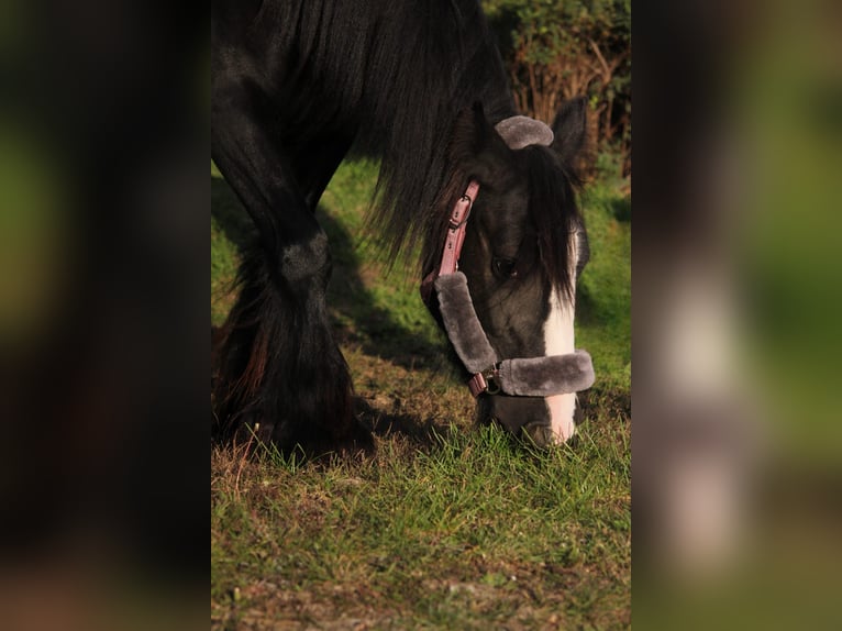 Cob Irlandese / Tinker / Gypsy Vanner Giumenta 5 Anni 137 cm Morello in Essen