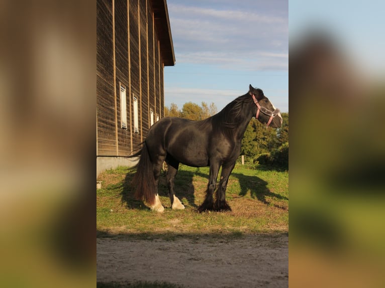 Cob Irlandese / Tinker / Gypsy Vanner Giumenta 5 Anni 137 cm Morello in Essen