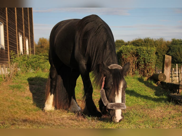 Cob Irlandese / Tinker / Gypsy Vanner Giumenta 5 Anni 137 cm Morello in Essen