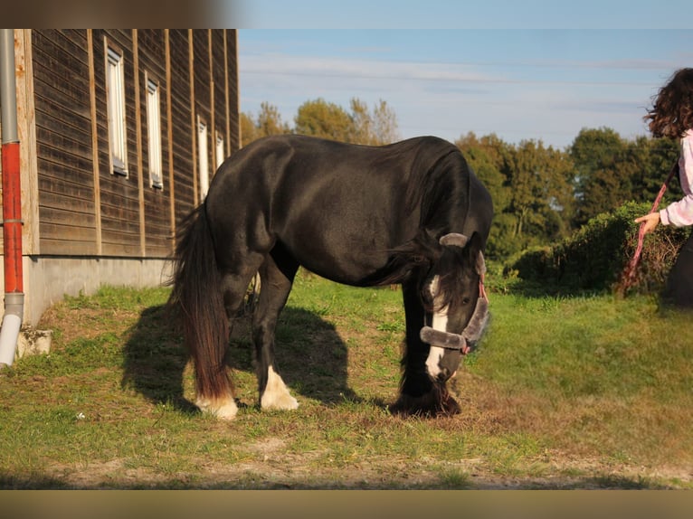 Cob Irlandese / Tinker / Gypsy Vanner Giumenta 5 Anni 137 cm Morello in Essen