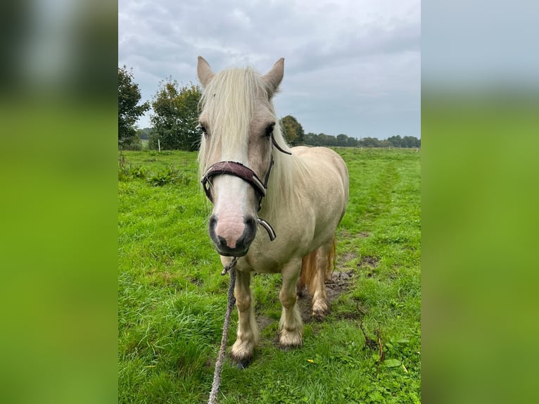 Cob Irlandese / Tinker / Gypsy Vanner Giumenta 5 Anni 140 cm Palomino in Hinte