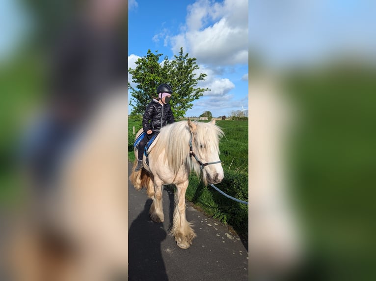 Cob Irlandese / Tinker / Gypsy Vanner Giumenta 5 Anni 140 cm Palomino in Hinte