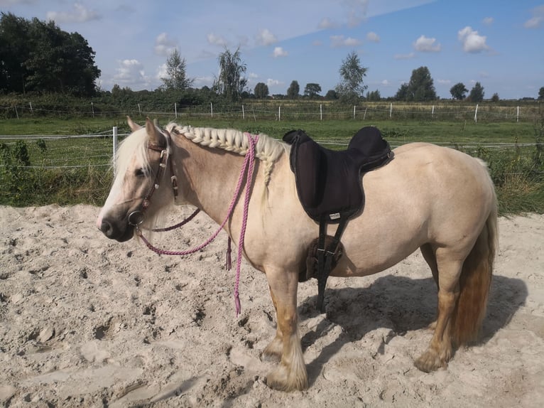 Cob Irlandese / Tinker / Gypsy Vanner Giumenta 5 Anni 140 cm Palomino in Hinte