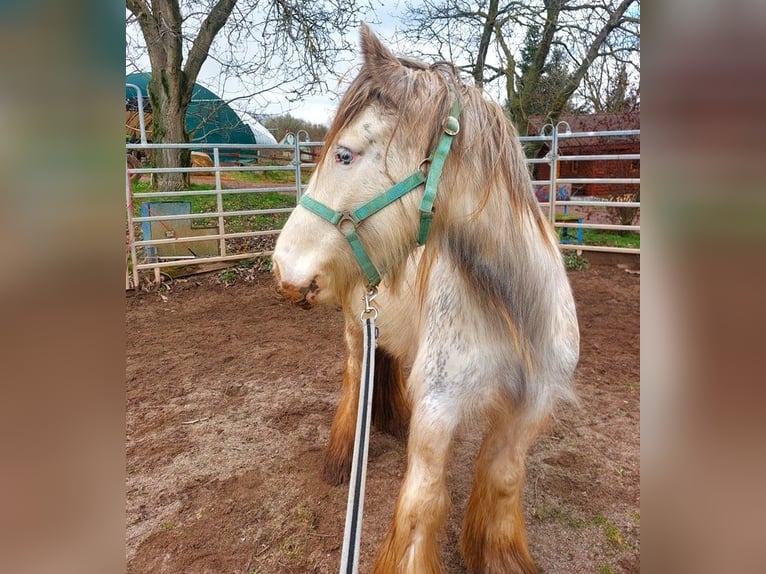 Cob Irlandese / Tinker / Gypsy Vanner Giumenta 5 Anni 140 cm Pezzato in Wlen