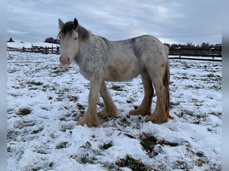 Cob Irlandese / Tinker / Gypsy Vanner Giumenta 5 Anni 140 cm Pezzato in Wlen