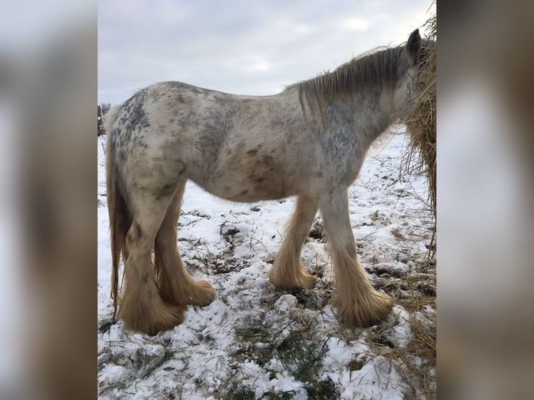 Cob Irlandese / Tinker / Gypsy Vanner Giumenta 5 Anni 140 cm Pezzato in Wlen