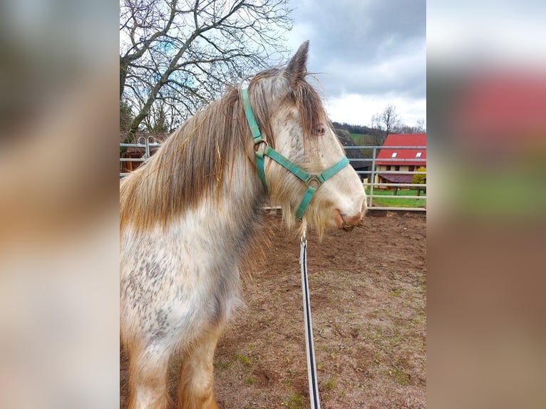 Cob Irlandese / Tinker / Gypsy Vanner Giumenta 5 Anni 140 cm Pezzato in Wlen