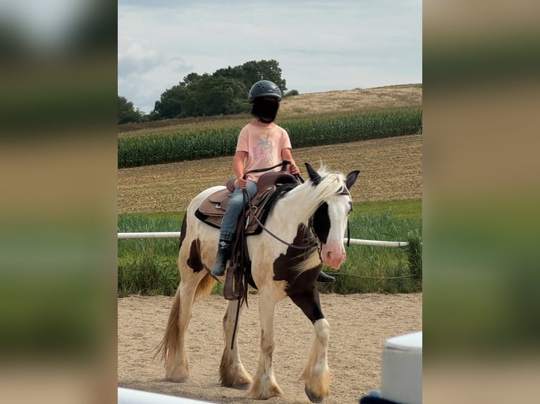 Cob Irlandese / Tinker / Gypsy Vanner Giumenta 5 Anni 140 cm Pezzato in Maisbirbaum