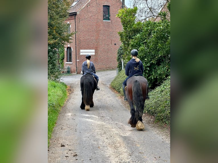 Cob Irlandese / Tinker / Gypsy Vanner Giumenta 5 Anni 144 cm Baio in Bogaarden