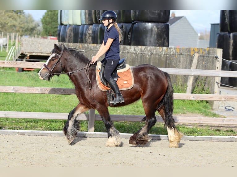 Cob Irlandese / Tinker / Gypsy Vanner Giumenta 5 Anni 144 cm Baio in Bogaarden