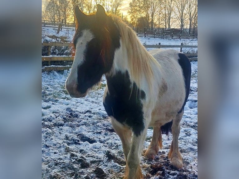 Cob Irlandese / Tinker / Gypsy Vanner Giumenta 5 Anni 144 cm Pezzato in Wlen