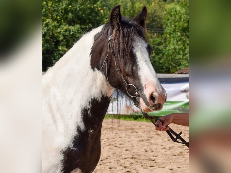 Cob Irlandese / Tinker / Gypsy Vanner Giumenta 5 Anni 144 cm Pezzato in Wlen