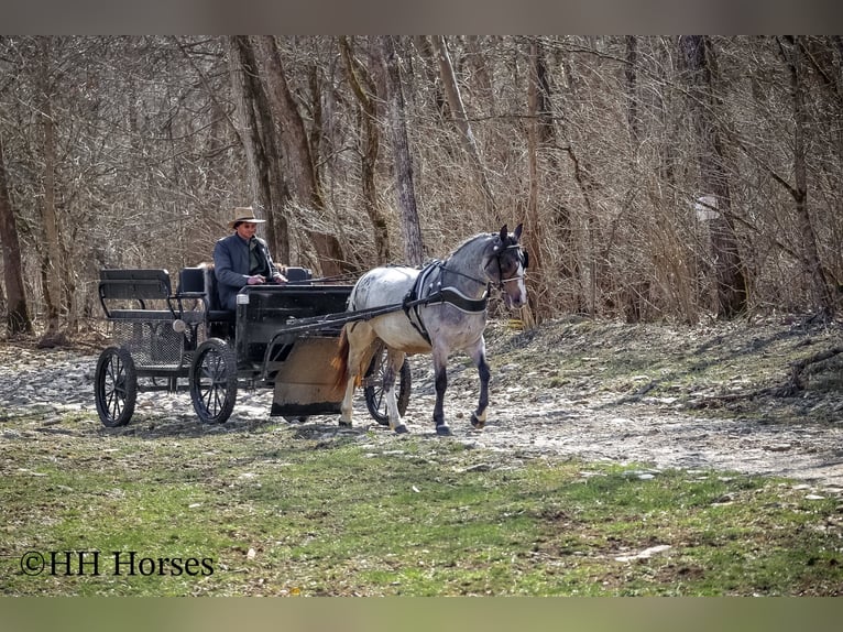 Cob Irlandese / Tinker / Gypsy Vanner Giumenta 5 Anni 145 cm Baio roano in Flemingsburg Ky