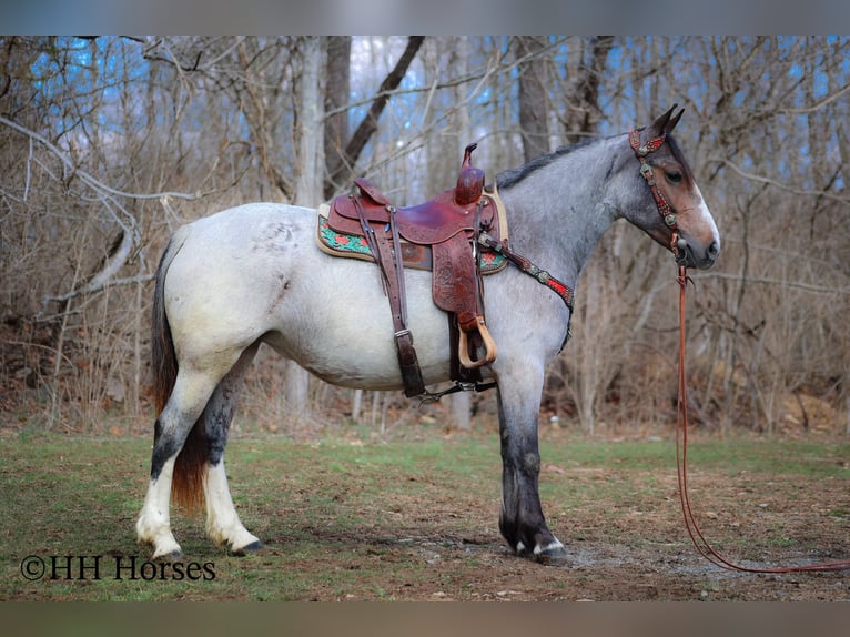 Cob Irlandese / Tinker / Gypsy Vanner Giumenta 5 Anni 145 cm Baio roano in Flemingsburg Ky