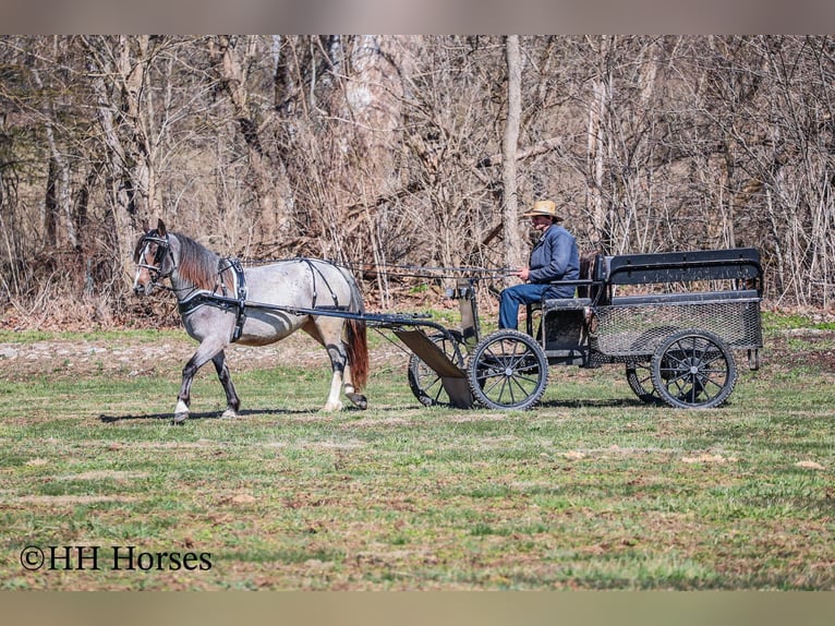 Cob Irlandese / Tinker / Gypsy Vanner Giumenta 5 Anni 145 cm Baio roano in Flemingsburg Ky