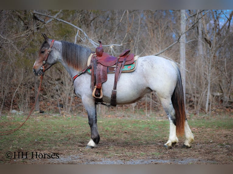 Cob Irlandese / Tinker / Gypsy Vanner Giumenta 5 Anni 145 cm Baio roano in Flemingsburg Ky