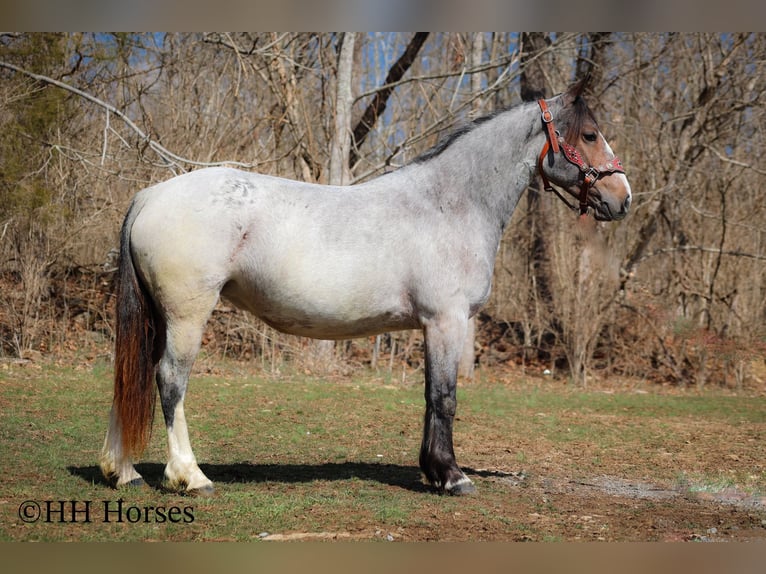 Cob Irlandese / Tinker / Gypsy Vanner Giumenta 5 Anni 145 cm Baio roano in Flemingsburg Ky