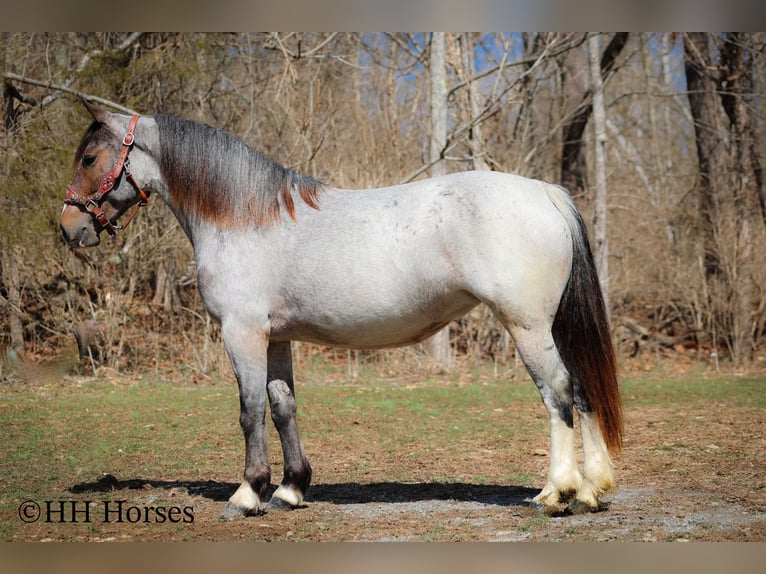 Cob Irlandese / Tinker / Gypsy Vanner Giumenta 5 Anni 145 cm Baio roano in Flemingsburg Ky