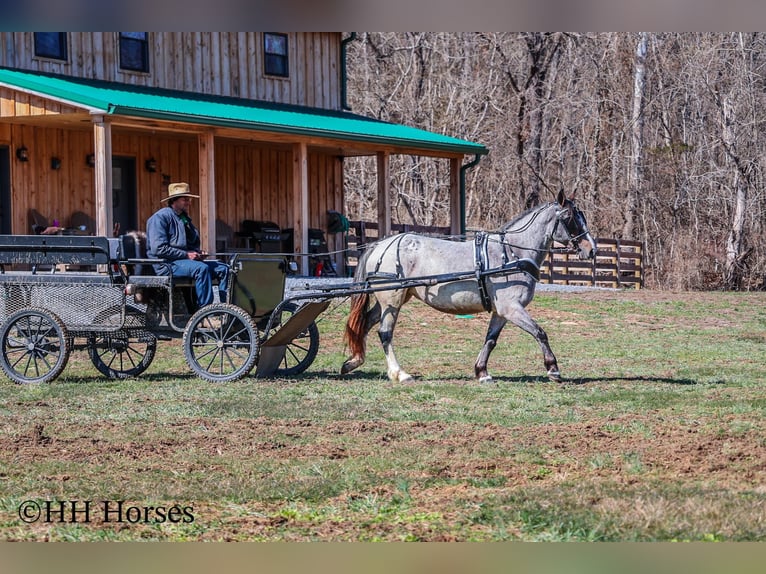 Cob Irlandese / Tinker / Gypsy Vanner Giumenta 5 Anni 145 cm Baio roano in Flemingsburg Ky