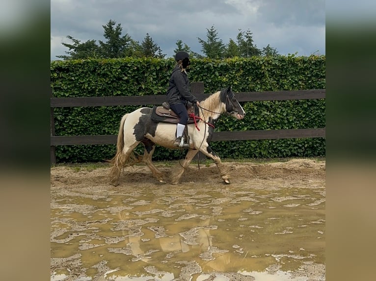 Cob Irlandese / Tinker / Gypsy Vanner Giumenta 5 Anni 145 cm Pezzato in Daleiden