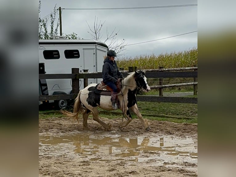 Cob Irlandese / Tinker / Gypsy Vanner Giumenta 5 Anni 145 cm Pezzato in Daleiden