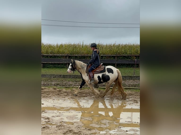 Cob Irlandese / Tinker / Gypsy Vanner Giumenta 5 Anni 145 cm Pezzato in Daleiden