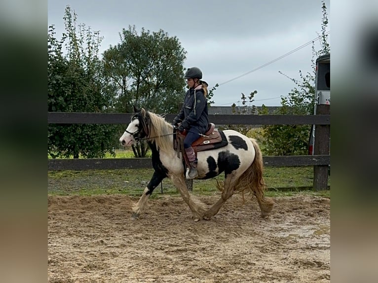 Cob Irlandese / Tinker / Gypsy Vanner Giumenta 5 Anni 145 cm Pezzato in Daleiden