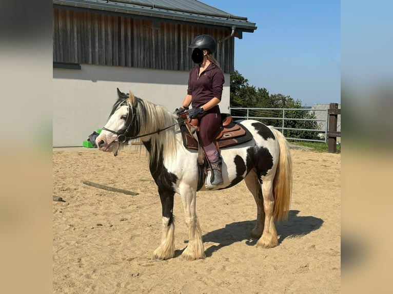 Cob Irlandese / Tinker / Gypsy Vanner Giumenta 5 Anni 145 cm Pezzato in Daleiden