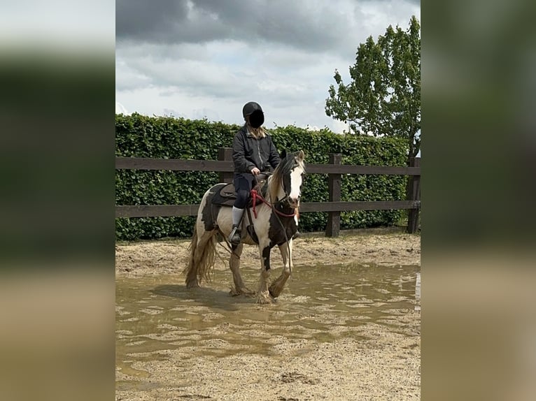 Cob Irlandese / Tinker / Gypsy Vanner Giumenta 5 Anni 145 cm Pezzato in Daleiden