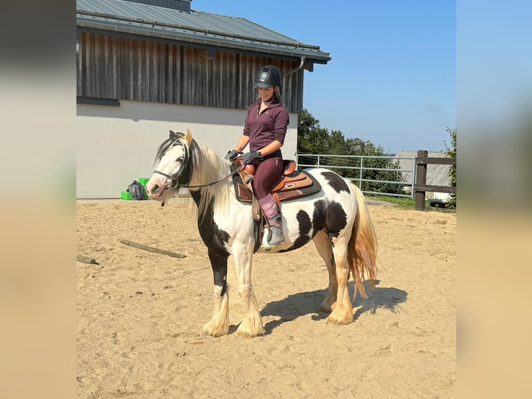 Cob Irlandese / Tinker / Gypsy Vanner Giumenta 5 Anni 145 cm Pezzato in Daleiden