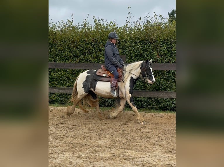 Cob Irlandese / Tinker / Gypsy Vanner Giumenta 5 Anni 145 cm Pezzato in Daleiden