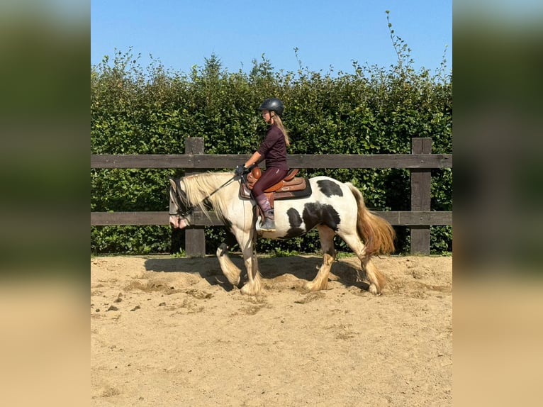 Cob Irlandese / Tinker / Gypsy Vanner Giumenta 5 Anni 145 cm Pezzato in Daleiden