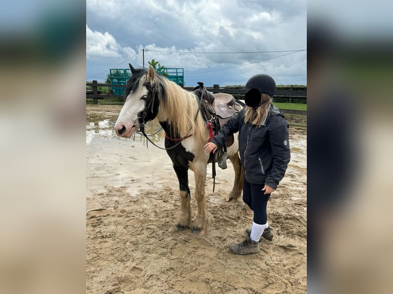 Cob Irlandese / Tinker / Gypsy Vanner Giumenta 5 Anni 145 cm Pezzato in Daleiden