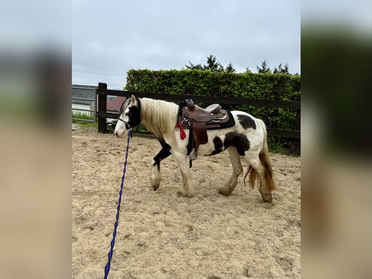 Cob Irlandese / Tinker / Gypsy Vanner Giumenta 5 Anni 145 cm Pezzato in Daleiden