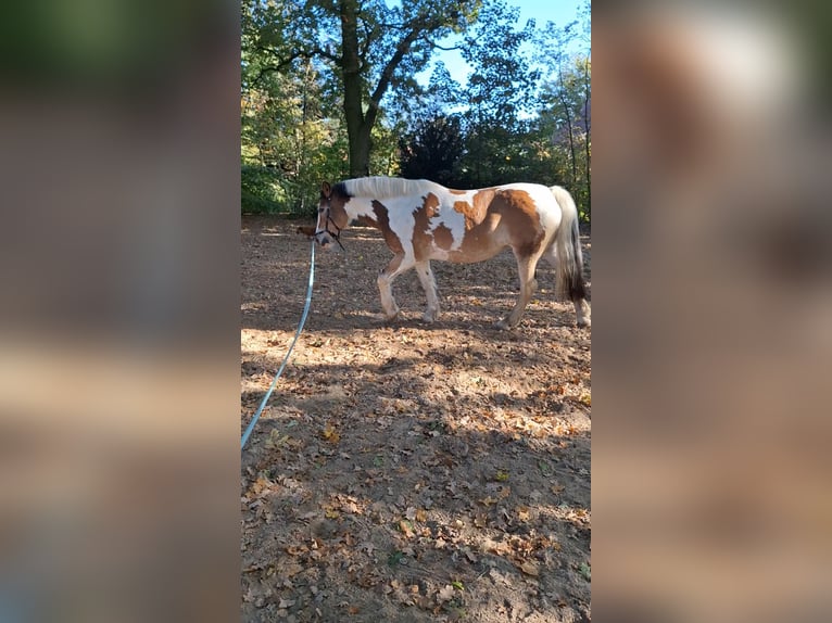 Cob Irlandese / Tinker / Gypsy Vanner Mix Giumenta 5 Anni 145 cm Pezzato in Lohne (Oldenburg)