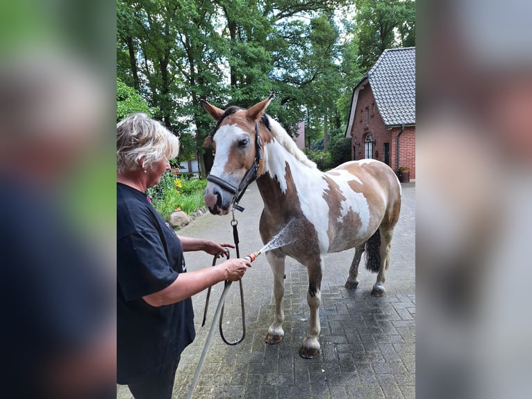 Cob Irlandese / Tinker / Gypsy Vanner Mix Giumenta 5 Anni 145 cm Pezzato in Lohne (Oldenburg)