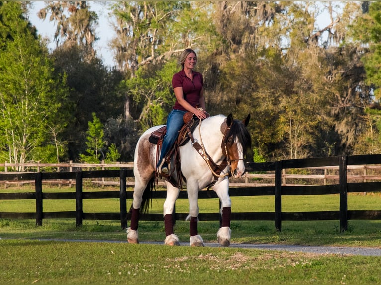 Cob Irlandese / Tinker / Gypsy Vanner Mix Giumenta 5 Anni 147 cm in Ocala, FL