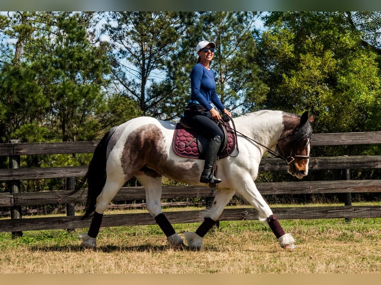 Cob Irlandese / Tinker / Gypsy Vanner Mix Giumenta 5 Anni 147 cm in Ocala, FL