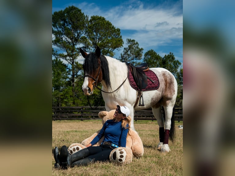 Cob Irlandese / Tinker / Gypsy Vanner Mix Giumenta 5 Anni 147 cm in Ocala, FL