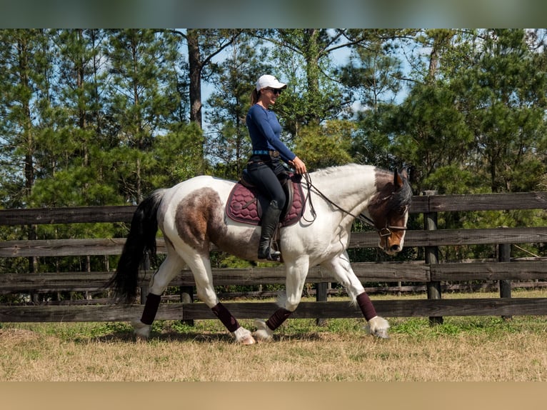 Cob Irlandese / Tinker / Gypsy Vanner Mix Giumenta 5 Anni 147 cm in Ocala, FL