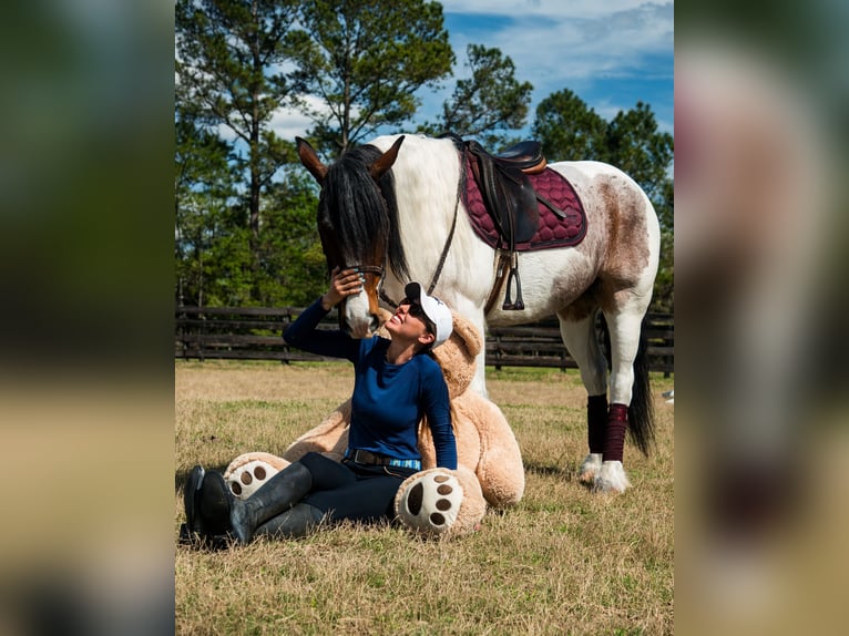 Cob Irlandese / Tinker / Gypsy Vanner Mix Giumenta 5 Anni 147 cm in Ocala, FL