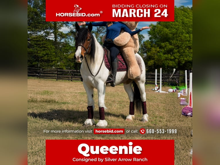 Cob Irlandese / Tinker / Gypsy Vanner Mix Giumenta 5 Anni 147 cm in Ocala, FL