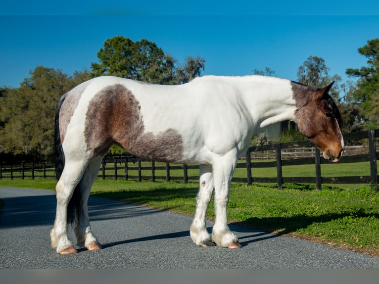 Cob Irlandese / Tinker / Gypsy Vanner Mix Giumenta 5 Anni 147 cm in Ocala, FL