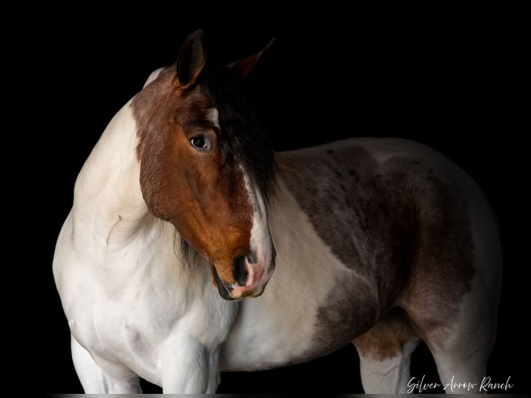 Cob Irlandese / Tinker / Gypsy Vanner Mix Giumenta 5 Anni 147 cm in Ocala, FL