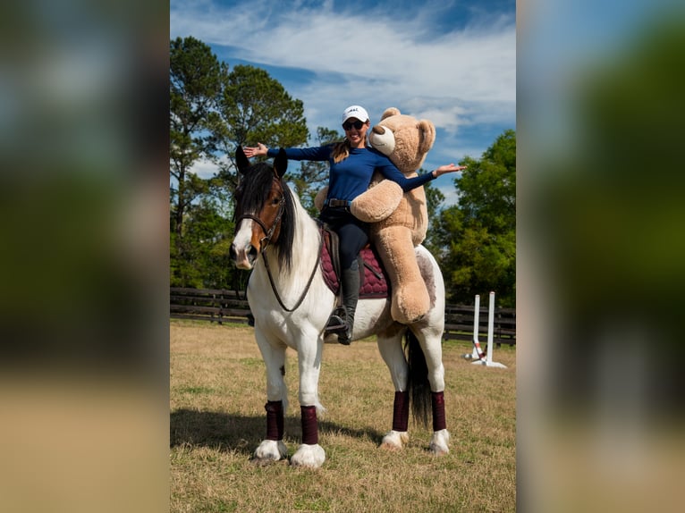 Cob Irlandese / Tinker / Gypsy Vanner Mix Giumenta 5 Anni 147 cm in Ocala, FL